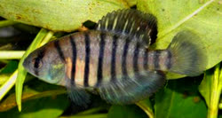 NGF -  Austrolebias nigrofasciatus