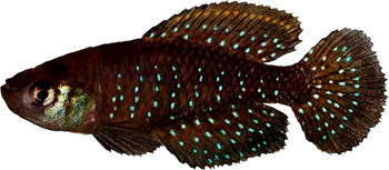 Austrolebias nigripinnis