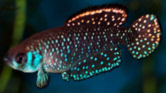 fwkillifish1357401604t.jpg