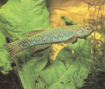 Scriptaphyosemion nigrifluvi