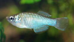 NMB -  Rhexipanchax nimbaensis