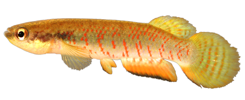 Rivulus (Melanorivulus) nigromarginatus