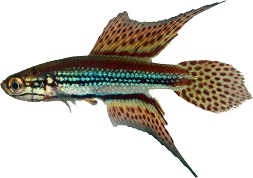 Cynopoecilus notabilis