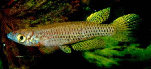 Epiplatys neumanni