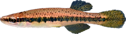 OLI -  Fundulus olivaceus