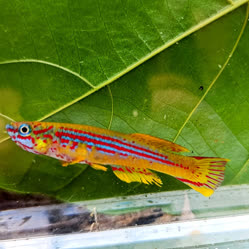 Kindamba