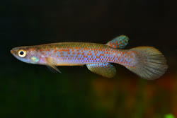 PAC -  Rivulus pacificus