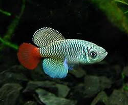 PAT -  Nothobranchius  patrizii