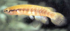 PCN -  Rivulus paracatuensis