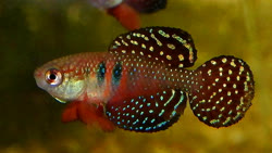 PCR -  Simpsonichthys picturatus