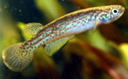 PEA -  Rivulus peruanus