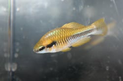 PGL -  Cubanichthys pengelleyi