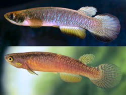 PGU -  Rivulus  paranaguensis