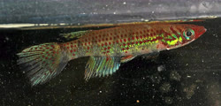 PHO -  Epiplatys  phoeniceps