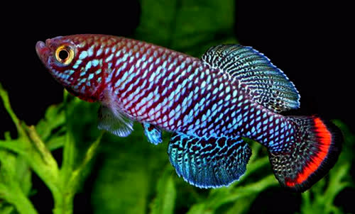 Nothobranchius pienaari �Kruger National Park�