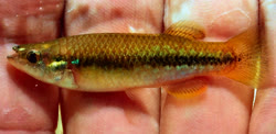 PRM -  Profundulus portillorum