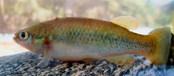 PRN -  Profundulus parentiae