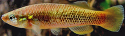 PTU -   Profundulus punctatus