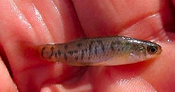 PVI -  Fundulus parvapinnis