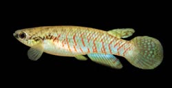 PYH -  Rivulus  polychromus