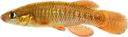 RBF -  Fundulus rubrifrons