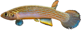 RBL -  Rivulus rubrolineatus