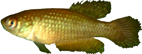 Ophthalmolebias rosaceus