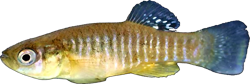 REL -  Fundulus relictus