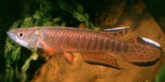 Epiplatys_roloffit.jpg