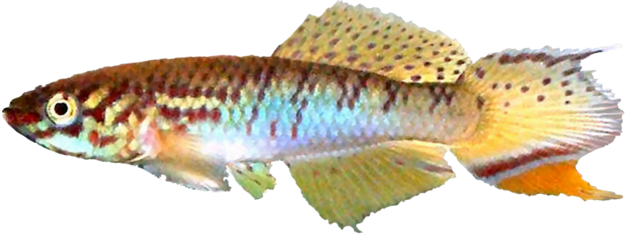 Fundulopanchax robertsoni