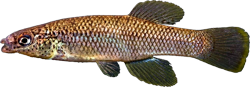 RTH -  Fundulus rathbuni