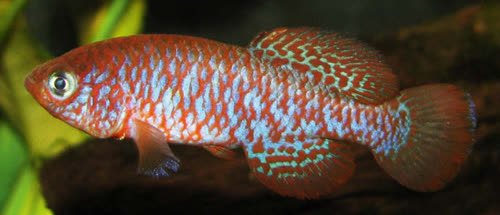 Nothobranchius sainthousei