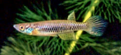 SAN -  Epiplatys sangmelinensis