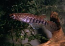 00-0-Copr_2016-Epieplatys_de_Ft.jpg