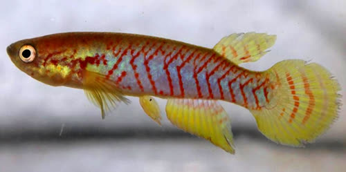 Rivulus scalaris