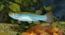 SCI -  Fundulus sciadicus