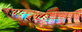 SEX -  Epiplatys sexfasciatus