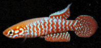 SGN -  Leptopanchax sanguineus