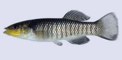 SII -  Fundulus similis