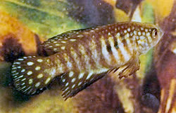 SIM -  Simpsonichthys similis