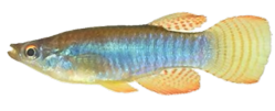 SLC -  Aplocheilichthys spilauchen