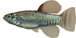 SLZ -  Aphaniops stoliczkanus