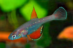 SMO -  Spectrolebias semioccelatus