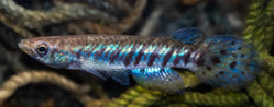 Epiplatys spilargyreius