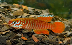 SPS -  Leptopanchax splendens