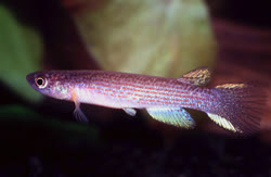 STN -  Rivulus stagnatus