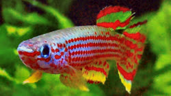 Acalayong -  Equatorial Guinea