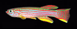 Cap_Esterius -  Gabon