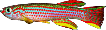 00-0-Copr_Alf_Perssont.png