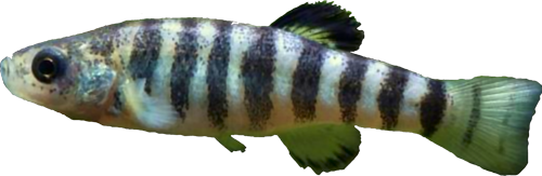 Anatolichthys  sureyanus